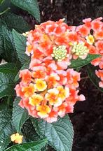 Wisselbloem (Lantana camara) nr.49, Ophalen of Verzenden, Zomer, Volle zon