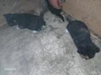 Nestje kittens