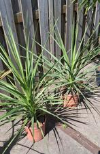 Verschillende cordyline Rood , groen en bonte., Ophalen, Volle zon, Overige soorten, 100 tot 250 cm