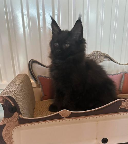Mooie Maine Coon-kittens, Dieren en Toebehoren, Katten en Kittens | Raskatten | Langhaar, Poes, Met stamboom, Gechipt, Ontwormd