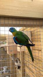 1 Turquoisine man, Mannelijk, Tropenvogel