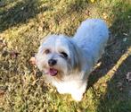 Super lieve maltipoo te koop, Poedel, België, Particulier, Rabiës (hondsdolheid)