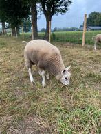 Mooie dekrammen, Dieren en Toebehoren, Meerdere dieren, Schaap