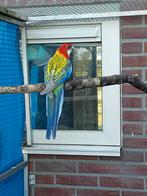 2 mooie koppels rossela's dubbelsplitten, Dieren en Toebehoren, Vogels | Parkieten en Papegaaien, Meerdere dieren, Parkiet, Geringd