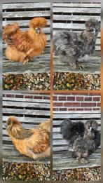 zijdehoenders USA, Dieren en Toebehoren, Pluimvee, Mannelijk, Kip