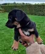 Jack Russel Black en Tan, Dieren en Toebehoren, Rabiës (hondsdolheid), Jack Russell Terriër, 8 tot 15 weken, Meerdere