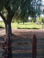 stalling met uitloop en wei aangeboden voor shetjes, Dieren en Toebehoren, Stalling en Weidegang, Weidegang, 2 of 3 paarden of pony's