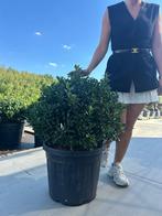 Stijlvolle Ilex bol – voordelig geprijsd! C45 85cm dia bol, Ophalen, Hulst, Struik, Minder dan 100 cm
