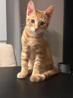 1 van het nestje nog over,Gratis😺|Graag beschrijving lezen!, Dieren en Toebehoren, Kater, Ontwormd, 0 tot 2 jaar