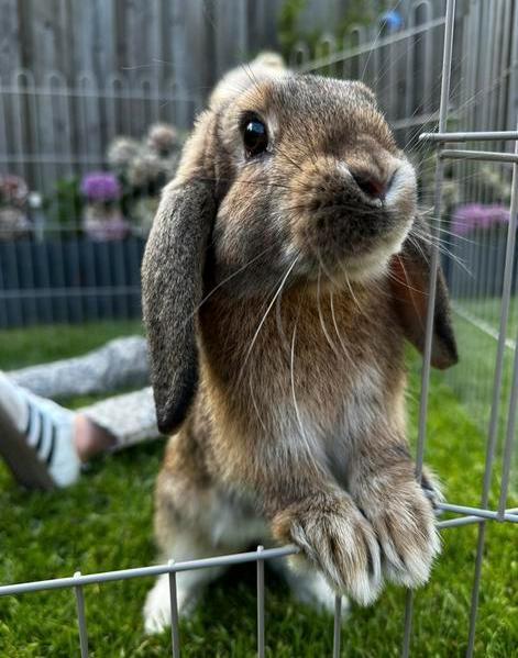 Hangoor konijn, Dieren en Toebehoren, Konijnen, Klein, Mannelijk, 0 tot 2 jaar, Hangoor