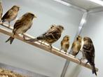 Barmsijsen mannen, Dieren en Toebehoren, Meerdere dieren, Tropenvogel