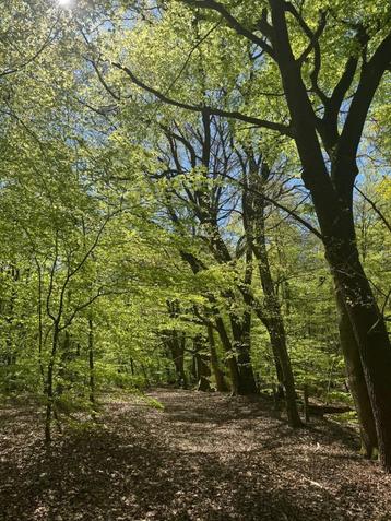 Een perceel bosgrond kopen of verkopen beschikbaar voor biedingen