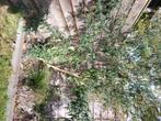 Vlinderstruik, Tuin en Terras, Planten | Tuinplanten, Volle zon, Vaste plant, Zomer, Ophalen