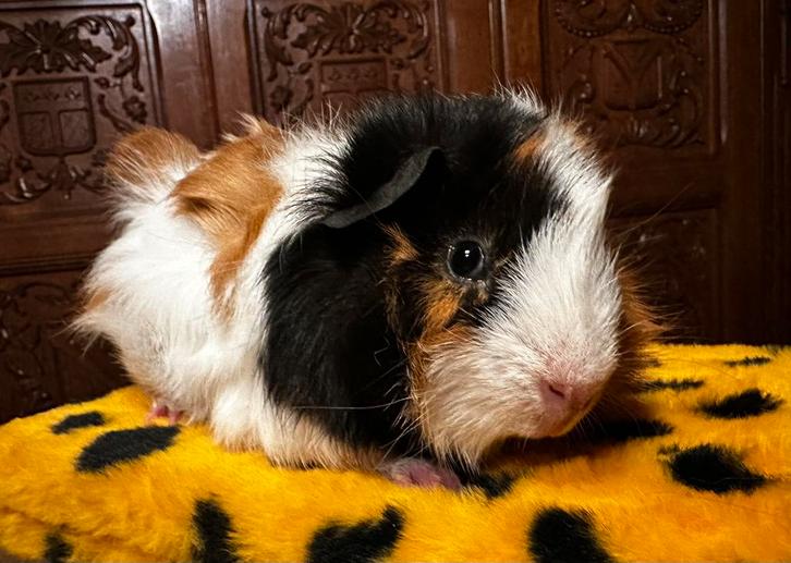 Super mooie en tamme baby cavia beertjes te koop, Dieren en Toebehoren, Knaagdieren, Meerdere dieren, Cavia, December, Tam