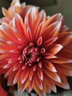 Dahlia knollen, Tuin en Terras, Bloembollen en Zaden, Ophalen of Verzenden, Voorjaar, Volle zon, Knol