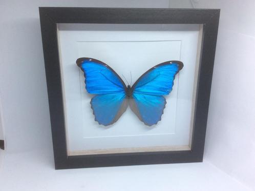 vlinder Morpho Didius, Verzamelen, Dierenverzamelingen, Nieuw, Opgezet dier, Overige soorten, Ophalen of Verzenden