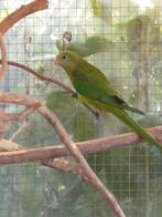 Barraband parkieten, Dieren en Toebehoren, Meerdere dieren, Parkiet, Geringd