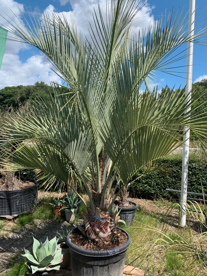 Palmbomen Butia Capitata, Tuin en Terras, Planten | Tuinplanten, Vaste plant, Overige soorten, Volle zon, Zomer, Ophalen