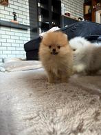 pomeriaan pup, Dieren en Toebehoren, Honden | Poolhonden, Keeshonden en Oertypen, Particulier, Reu, 8 tot 15 weken, Buitenland