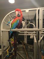 Jonge groenvleugel ara pop te koop/ruil GOED LEZEN!!!, Vrouwelijk, Papegaai, Geringd