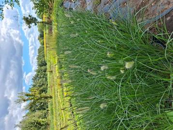 Pennisetum hameln en red head (lampenpoetsers) beschikbaar voor biedingen