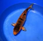 Kawarigoi 49-53 cm Yonsai, Karper of Koi