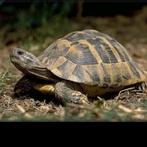 GEZOCHT griekse landschildpad vrouw, Dieren en Toebehoren