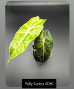 Alocasia Polly Aurea Variegata, Huis en Inrichting, Kamerplanten, Ophalen of Verzenden, Halfschaduw, Minder dan 100 cm