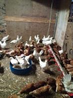 Partij Witte legkippen / leghennen, Dieren en Toebehoren, Pluimvee, Vrouwelijk, Kip