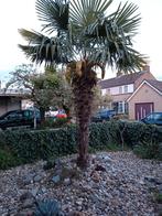 Verschillende palmbomen, Tuin en Terras, Planten | Bomen, Volle zon, Ophalen, Palmboom