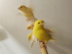 Kanaries | Tropische vogel | Passend advies, Meerdere dieren, Kleurkanarie