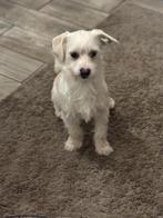 Bichon Bolognese / Corgi pup, Dieren en Toebehoren, Honden | Chihuahua's en Gezelschapshonden, Particulier, Rabiës (hondsdolheid)