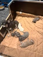 Te koop chihuahua pups, Dieren en Toebehoren, Honden | Chihuahua's en Gezelschapshonden, 8 tot 15 weken, Meerdere, Meerdere dieren