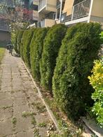 Thuja Haagplanten - Conifeer Haag, Tuin en Terras, Ophalen, Conifeer, Haag, 100 tot 250 cm