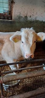 Stier, Dieren en Toebehoren, Runderen, Mannelijk, 0 tot 2 jaar