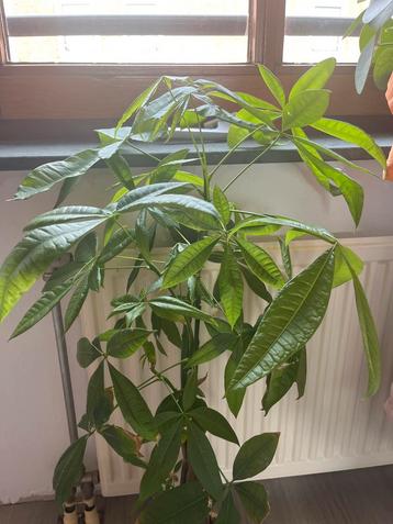 Pachira Aquatica (Geldboom) beschikbaar voor biedingen