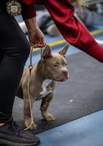Amerikaanse micro/pocket bully reutje van 1.5 jaar, Rabiës (hondsdolheid), Reu, 1 tot 2 jaar, Eén hond