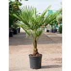 Trachycarpus Fortunei - Waaierpalm g27327, Tuin en Terras, Ophalen of Verzenden