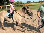 Lieve konik ruin en merrie, Ruin, Recreatiepony, 3 tot 6 jaar