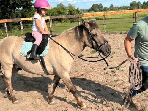 Lieve konik ruin en merrie, Dieren en Toebehoren, Pony's, Ruin, Recreatiepony, 3 tot 6 jaar