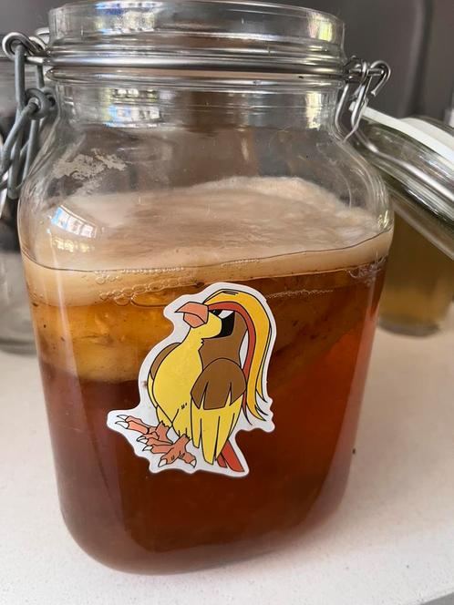 Kombucha scoby met starter, Diversen, Levensmiddelen, Ophalen
