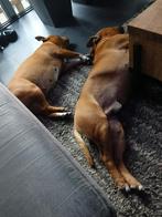 Engelse Stafford pups op komst, Bull Terriër, Rabiës (hondsdolheid), 8 tot 15 weken, Meerdere
