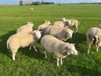 Dekrammen, Dieren en Toebehoren, Schapen, Geiten en Varkens, Mannelijk, Schaap