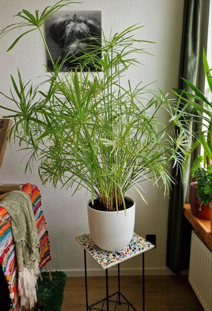 Mooie Papyrusplant voor Binnen, Huis en Inrichting, Kamerplanten, Ophalen