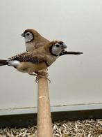 Bruine Bichenowastrilde 2-0, Dieren en Toebehoren, Meerdere dieren, Tropenvogel, Geringd