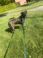 Amerikaanse bulldog/Labrador, Dieren en Toebehoren, 6 jaar of ouder, Eén hond, Nederland, Particulier