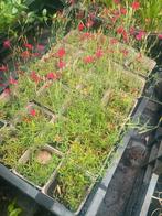 Steenanjer, Tuin en Terras, Planten | Tuinplanten, Ophalen, Zomer, Volle zon