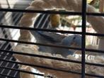 Blauwe forpus met kooi, Dieren en Toebehoren, Vogels | Parkieten en Papegaaien, Mannelijk, Dwergpapegaai of Agapornis, Tam