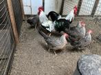 Zilverpatrijs leghorn te koop. 6 hennen en 2 hanen, Dieren en Toebehoren, Pluimvee, Meerdere dieren, Kip
