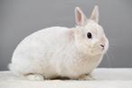 Mooie kleurdwergen, Dieren en Toebehoren, Konijnen, Meerdere dieren, Dwerg, 0 tot 2 jaar